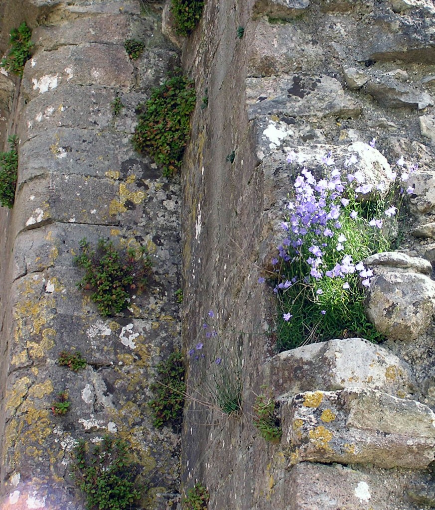 Detail of walls, Corfe Castle